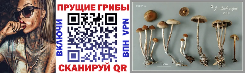магазин Орёл Псилоцибиновые грибы мухоморы
